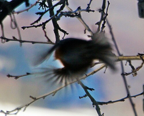 rotkehlchen-erithacus-rubecula-20194.jpeg