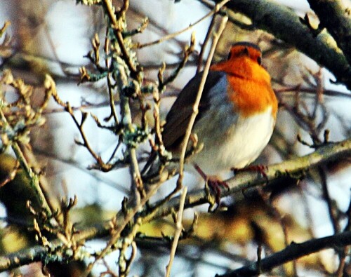 rotkehlchen-erithacus-rubecula-20195.jpeg