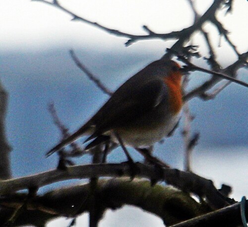 rotkehlchen-erithacus-rubecula-20271.jpeg