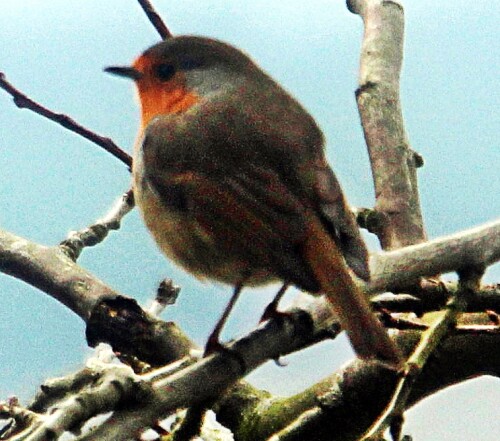 rotkehlchen-erithacus-rubecula-20345.jpeg