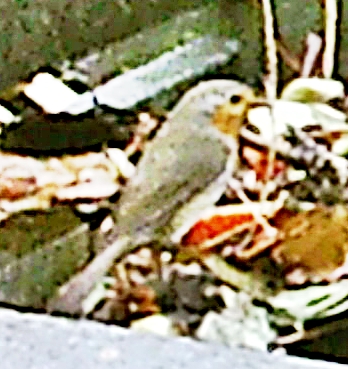 rotkehlchen-erithacus-rubecula-22333.jpeg