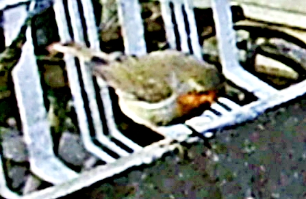 rotkehlchen-erithacus-rubecula-22427.jpeg