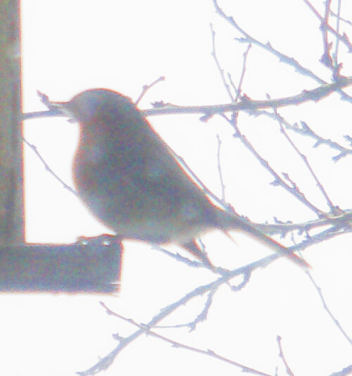 rotkehlchen-erithacus-rubecula-30652.jpeg