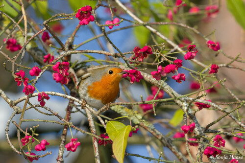 rotkehlchen-erithacus-rubecula-30705.jpeg