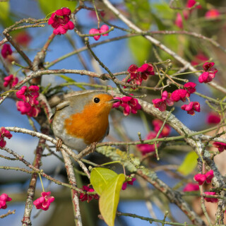 rotkehlchen-erithacus-rubecula-30705