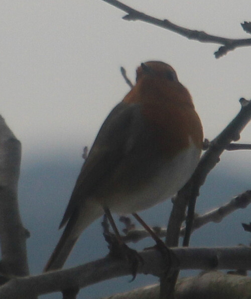 rotkehlchen-erithacus-rubecula-l-1758-01-20190.jpeg