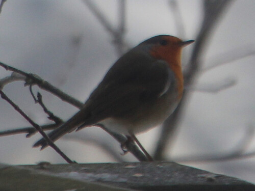 rotkehlchen-erithacus-rubecula-l-1758-02-20191.jpeg