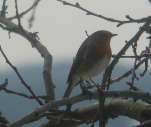 rotkehlchen-erithacus-rubecula-l-1758-03-20192.jpeg