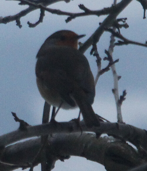 rotkehlchen-erithacus-rubecula-l-1758-04-20193.jpeg