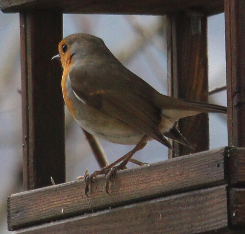 rotkehlchen-erithacus-rubecula-l-1758-1-16355.jpeg