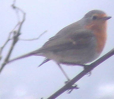 rotkehlchen-erithacus-rubecula-l-1758-12602.jpeg