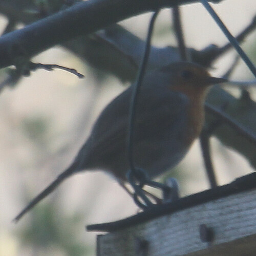 rotkehlchen-erithacus-rubecula-l-1758-16862.jpeg