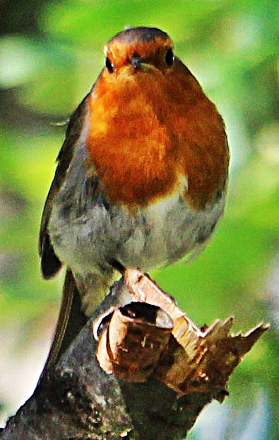 rotkehlchen-erithacus-rubecula-l-1758-19251.jpeg