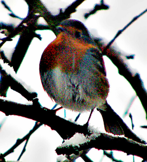 rotkehlchen-erithacus-rubecula-l-1758-30751.jpeg