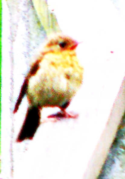 rotkehlchen-erithacus-rubecula-l-1758-jung-21055.jpeg