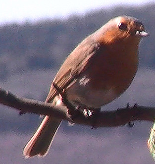 rotkelchen-1-erithacus-rubecula-l-1758-12603.jpeg