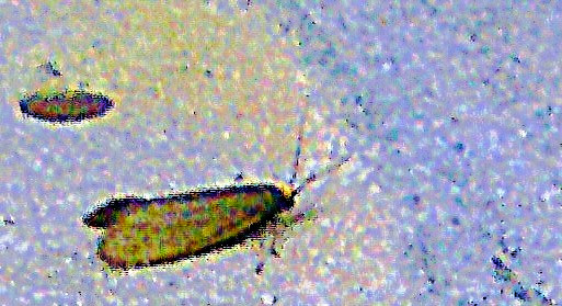 Der Rotkragen-Flechtenbär ist ein Nachtfalter der Unterfamilie der Bärenspinner(Arctiinae).
https://de.wikipedia.org/wiki/Rotkragen-Flechtenb%C3%A4rchen


Aufnameort: Eiershausen Haustreppe
Kamera: Medion Camcorder