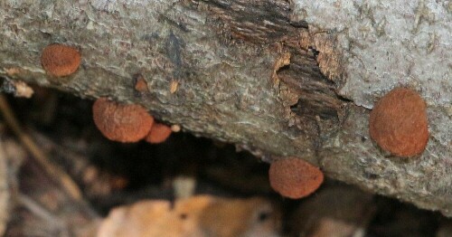 Die Rötliche Kohlenbeere gehört zu den Holzkeulenverwandten.
https://de.wikipedia.org/wiki/R%C3%B6tliche_Kohlenbeere

Aufnameort: Eiershausen Waldrand
Kamera: Canon EOS 700D