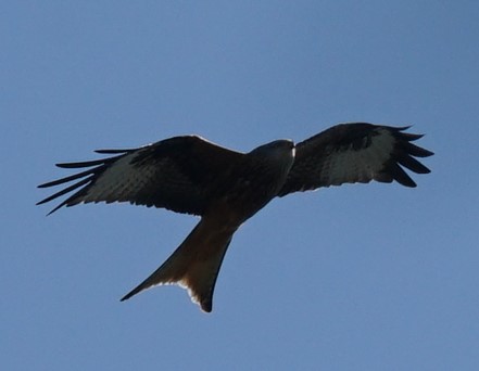 Dieser Rotmilan segelt, indem er den Winkel seiner Flügel verstellt. Angeblich sind die Gebrüder Wright durch die Beobachtung von Greifvögeln auf die Idee gekommen, dass die Flügel von Flugzeugen angewinkelt werden müssen, um zu navigieren.

Aufnameort: Leichlingen
Kamera: Sony Alpha 7/II