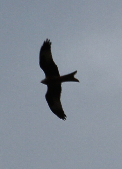 Ein Greifvogel, der eigentlich in seinem Vorkommen auf Europa beschrankt bleibt. In der Größe ähnelt er etwas dem Mäusebusserd(Buteo buteo(L. 1758)).
https://de.wikipedia.org/wiki/Rotmilan

Aufnameort: Eiershausen Wald- bzw. Wegesrand des Hirschbergwaldes
Kamera: Canon EOS 700D