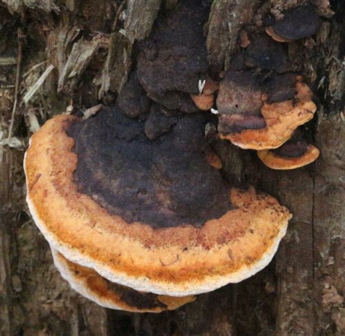 Ein Baumschwamm an Holz
https://de.wikipedia.org/wiki/Rotrandiger_Baumschwamm


Aufnameort: Eiershausen Hirschberg Wald
Kamera: Canon EOS 700D