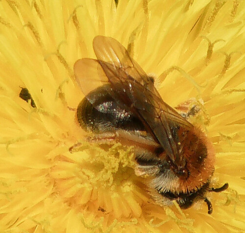 rotschopfige-sandbiene-andrena-11820.jpeg