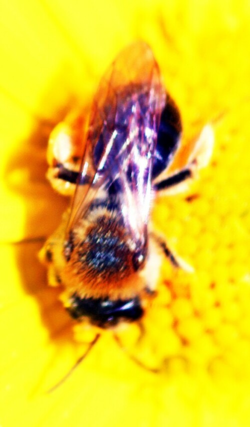 rotschopfige-sandbiene-andrena-20691.jpeg