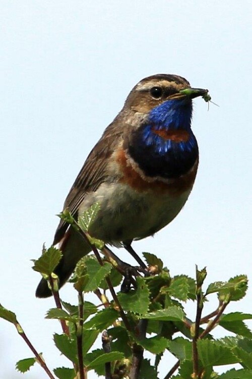 aufgenommen im Juli 2015 im Fokstumyra Naturreservat/Norwegen. Ein wunderschöner Vogel, den ich bisher noch nie beobachten konnte. 



Aufnameort: Fokstumyra Naturreservat Norwegen
Kamera: Canon EOS 60 D