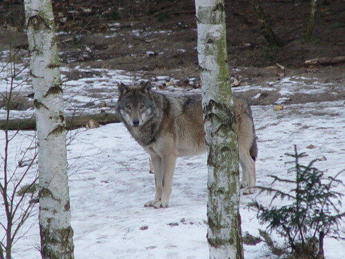 

Aufnameort: Schofheide
