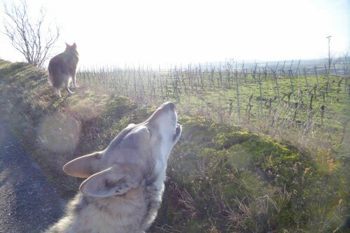 ruf-nach-mehr-wildnis-30817.jpeg