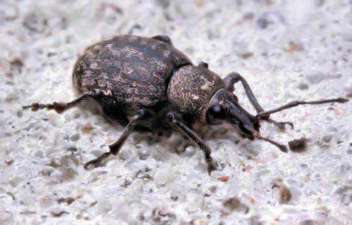 Die Rüsselkäfer (Curculionidae) sind eine Familie der Käfer. In der Überfamilie Curculionoidea werden eine Reihe nahe verwandter Familien zusammengefasst, die teilweise früher als Unterfamilien galten.

Aufnameort: Blönsdorf
Kamera: EOS 300D