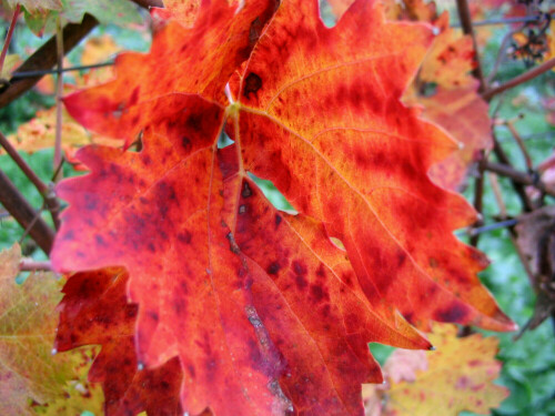 Herbstverfärbung in den Reben, macht die Seele vor dem Winter noch einmal bunt und fröhlich.

Aufnameort: Bötzingen, Kaiserstuhl
Kamera: Canon A70