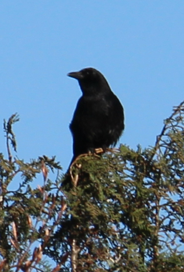 saatkrahe-corvus-frugilegus-l-1758-16855.jpeg