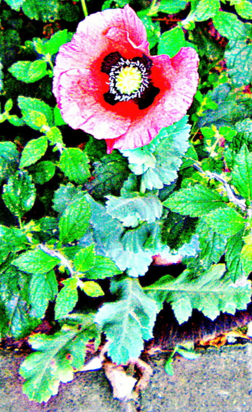 Der Saatmohn ist eine Art Möhn - ähnlich vielleicht dem Klatschmohn(Papaver rhoeas(L.)).
https://de.wikipedia.org/wiki/Saat-Mohn

Aufnameort: Eiershausen Garten
Kamera: Medion Camcorder