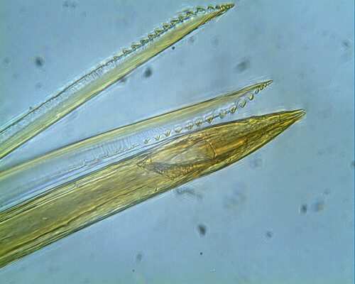 Mikroskopische Aufnahme der Mundwerkzeuge der Mücke mit Stachel. Nur das Weibchen sticht, da es das Blut für ihre Nachkommen benötigt.


Kamera: EOS 300D