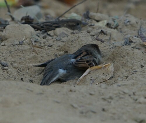 Hier nimmt ein Spatz im Kölner Zoo ein Sandbad.

Aufnameort: Kölner Zoo
Kamera: Sony Alpha 7/II