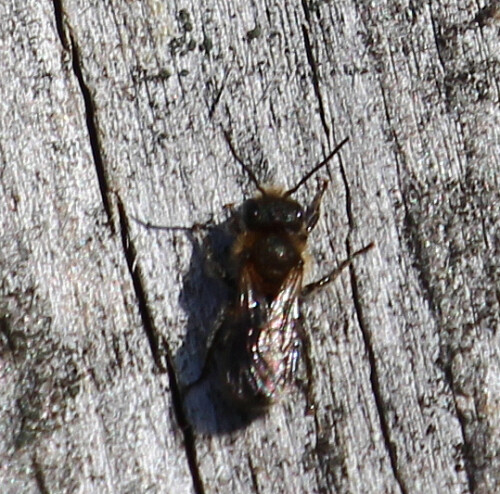 sandbiene-andrena-carantonica-perez-1902-16842.jpeg