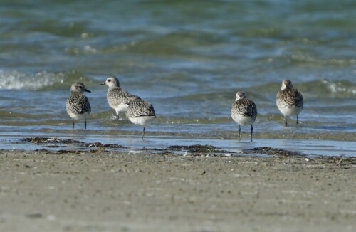 

Aufnameort: Insel Poel Mecklenburg
Kamera: Sony Alpha 7/II