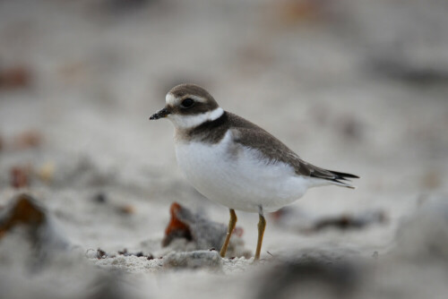 Ein junger Sandregenpfeifer rastet am Strand von Helgoland

Aufnameort: Helgoland
Kamera: Sony Alpha 77II