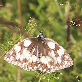 schachbrett-01-melanargia-galathea-l-1758-14662.jpeg