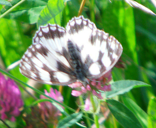 schachbrett-melanargia-galathea-l-1758-12093.jpeg