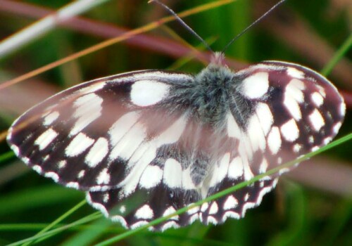 schachbrett-melanargia-galathea-l-1758-12788.jpeg