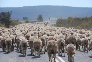 Zehntausende von Schafen werden in der Trockenzeit auf andere Weiden geführt, der kürzeste Weg dafür ist die Landstraße.

Aufnameort: Australien, Tasmanien
Kamera: Nikon D80