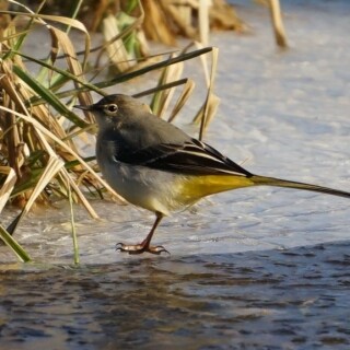 schafstelze-im-schnee-30763