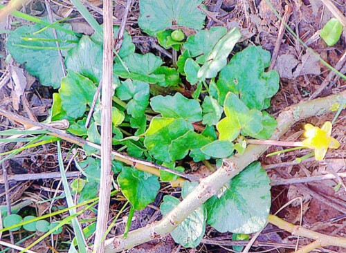 Das Scharbockskraut gehört zur Familie der Hahnenfußgewächsen(Ranunculaceae).
https://de.wikipedia.org/wiki/Scharbockskraut

Aufnameort: Eibelshausen Lohmühlenweiher Oarufer
Kamera: Medion Camcorder