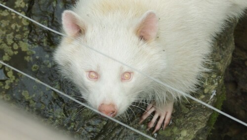 "Lars" Albino-Waschbär

Aufnameort: im Dählhölzli Bern
Kamera: Sony Alpha 77