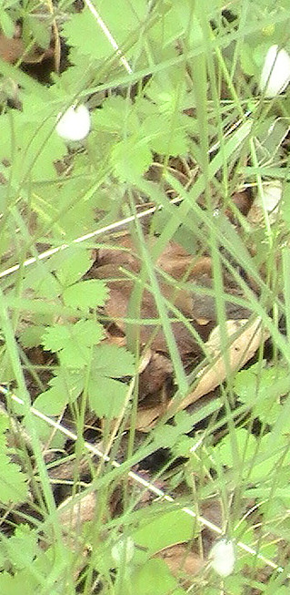 Im Sommer können an Grashalmen oder auch an Büschen einzelne Schaumnester entdeckt werden.
http://de.wikipedia.org/wiki/Wiesenschaumzikade

Aufnameort: Eiershausen Hirschbergwald Waldrand
Kamera: Medion Digitaler Full-HD-Camcorder mit Touchscreen Medion Life