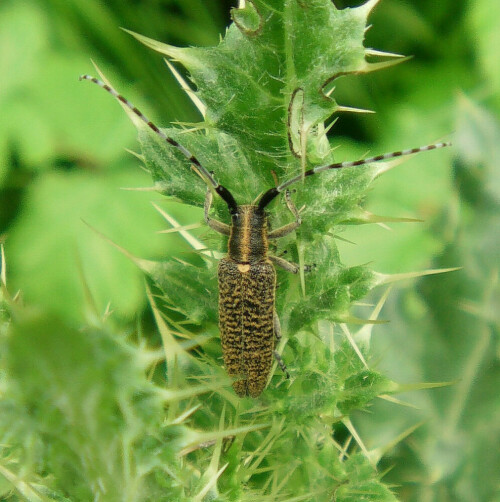 Ein Bockkäfer, der bereits durch seine gestreiften Fühler in der Vegetation auffallen kann.
http://de.wikipedia.org/wiki/Scheckhorn-Distelbock

Aufnameort: Eiershausen Schwarzbachtal
Kamera: Medion Digitaler Full-HD-Camcorder mit Touchscreen Medion Life