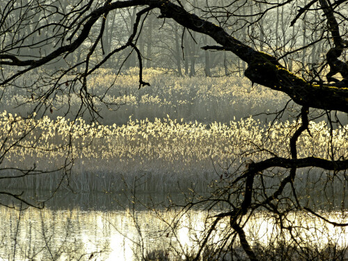 

Aufnameort: Scheerweiher
Kamera: Panasonic Lumix FZ150