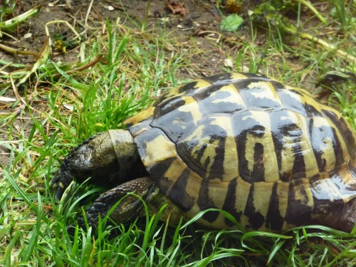 Meine Schildkröte Karl geniesst den Regen. Nach der Hitze ist das eine schöne Abkühlung. Vielleicht finde ich auch noch was zu Fressen ...

Aufnameort: Lichtenau / Mfr.
Kamera: Panasonic Lumix TZ61